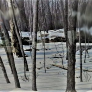 Forêt d'hiver - Don Li-Léger