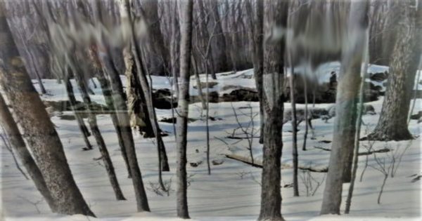 Forêt d'hiver - Don Li-Léger