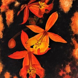 Feux Follets - Micheline Lamarre-Hadjis