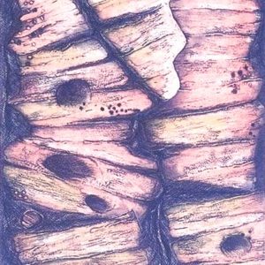 Tirée de l'édition Corps Second - Réal Dumais